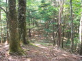 【受付終了】野鳥の森ウォーキングツアー ～広葉樹の森を歩く～