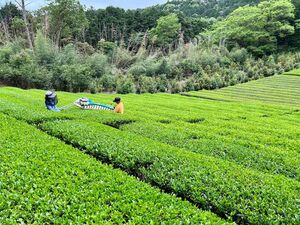 お茶畑の様子と通常の機械をつかった収穫風景