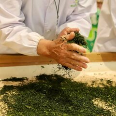 今回つくって頂くお茶の手揉み茶は、その名前の通りに、手で揉んで頂きます。