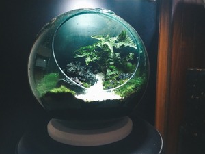 ガラス製の「浮き玉」を使ったテラリウム作りワークショップ（参加無料）