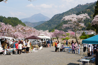 大井川のほとりで音楽と桜を楽しもう！