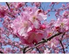 白浜桜の里の桜