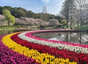 はままつフラワーパーク「世界一美しい 桜とチューリップの庭園」