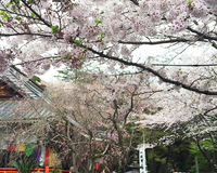 ＜ソメイヨシノ50～60本、しだれ桜 など＞　桜とミツバツツジの競演は見事【まつり】