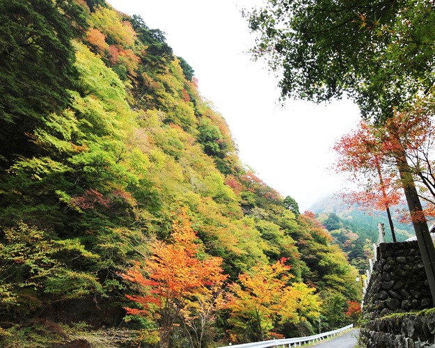 梅ヶ島温泉周辺の紅葉 静岡市葵区 アットエス