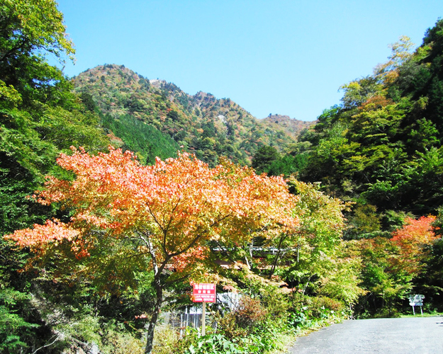 梅ヶ島温泉周辺の紅葉 静岡市葵区 アットエス