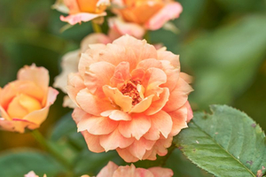 色鮮やかに咲く秋バラ