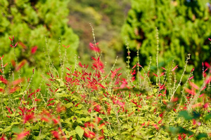 秋の花 パイナップルセージ