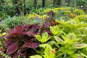 秋の花 コリウス