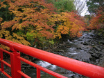 温泉街　桂橋の紅葉