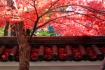 修禅寺の紅葉