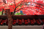 修禅寺の紅葉