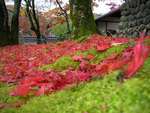修禅寺の紅葉