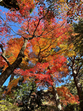 秋の紅葉が楽しめる、研究用の庭園を一般公開