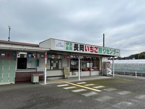 伊豆長岡いちご狩りセンター