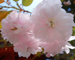 八重桜