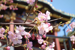 河津桜　2月初旬～3月初旬
