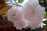 八重桜　3月下旬～4月中旬