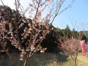 早咲きの「大知波桜(おおちばざくら)もお楽しみ下さい。