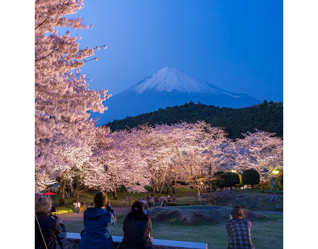 夜桜プレミアムライトアップ　極上の夜景を添えて