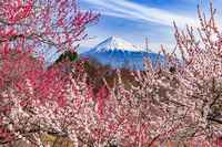世界文化遺産。富士山と梅、桜の絶景を望む