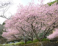 ＜河津桜 約30本＞公園内を散策しながらお花見が楽しめる！【公園】