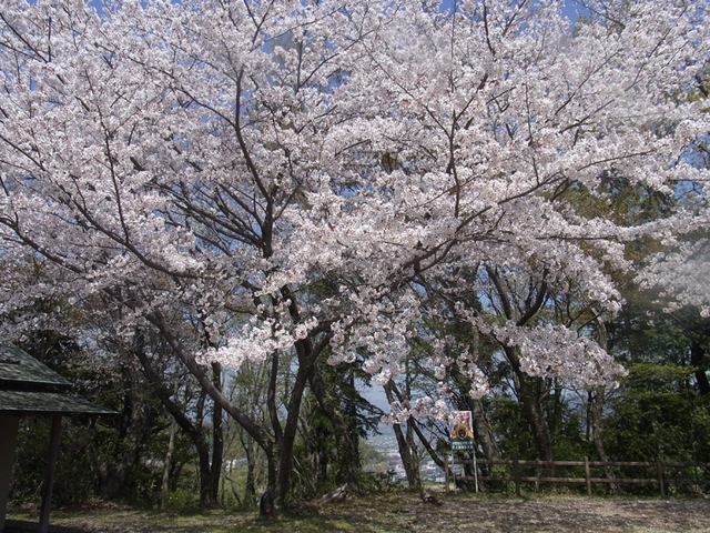 源氏山公園の桜 伊豆の国市 アットエス