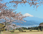 日本平ホテルから望む桜