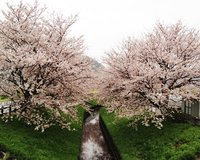 江間いちご狩りセンター付近の江間川沿いには、河津桜とソメイヨシノが植えられ、長期間楽しめる＜ソメイヨシノ、河津桜合計230本＞