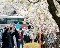 1日限定！研究所の一般公開。「桜」を楽しみながら遺伝研を知ろう！