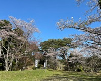 ＜ソメイヨシノ、山桜、八重桜など約500本＞　ハイキングに最適な山道