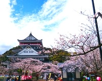 ＜ソメイヨシノ＞　ロープウエイにのって山頂へ！眼下に広がる桜と大海原【まつり】【公園】