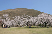 ＜ソメイヨシノほか約40種 約1000本＞　約40種約1000本の桜が、8カ月にわたり絶え間なく咲くさくらの里【公園】【まつり】【ライトアップ】