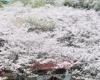 ＜ソメイヨシノ、大島桜約600本＞　静岡市内有数の桜の名所「かんばら御殿山さくらまつり」は5年ぶりに開催！【まつり】【ライトアップ】