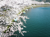 ＜ソメイヨシノ約270本＞　稲生沢川沿いに約270本の桜並木【公園】