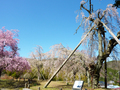 法泉寺の枝垂れ桜（県指定天然記念物）