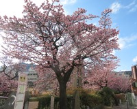 梅園から糸川遊歩道へ　お花見しながら散策はいかが？