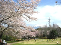 ＜ソメイヨシノ、山桜、里桜など約310本＞　310本余が公園を彩ります　【公園】【ライトアップ】