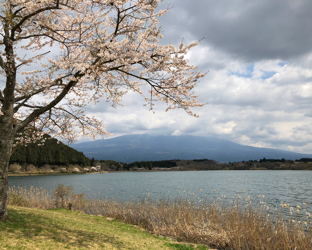 田貫湖の桜 富士宮市 アットエス