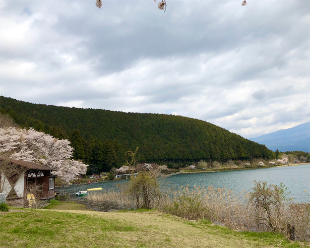 田貫湖の桜 富士宮市 アットエス