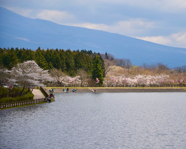 田貫湖の桜 富士宮市 アットエス