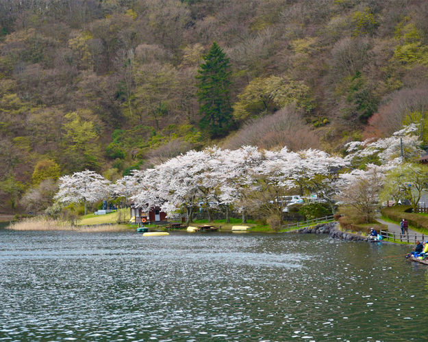 田貫湖の桜 富士宮市 アットエス