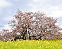 下馬桜と菜の花の共演が源頼朝ゆかりの地に春の訪れを告げる　【まつり】