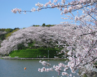 ＜ソメイヨシノ約1300本＞　1300本の桜を眺めてみよう。池ではボートも楽しめます【公園】