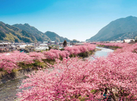 伊豆に早春の訪れを告げる早咲きの桜、河津桜が見ごろを迎えます