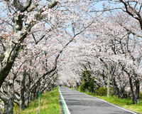 ＜ソメイヨシノ約800本以上＞　東海最大級2kmの桜トンネル　【まつり】【ライトアップ】【公園】
