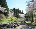 童子沢親水公園周辺の桜