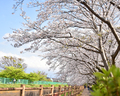 門池公園の桜