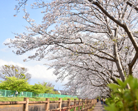 ＜ソメイヨシノ　約100本＞　公園西側の歩道に沿って約300メートル延びる桜並木　【公園】