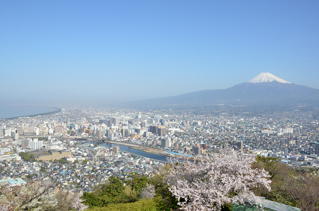 香貫山の桜 沼津市 アットエス